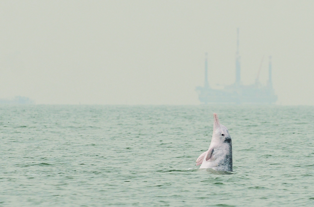 Only 37 Chinese white dolphins left in Hong Kong