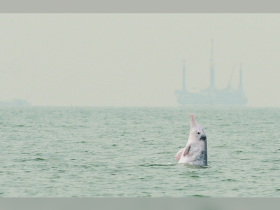 Only 37 Chinese white dolphins left in Hong Kong