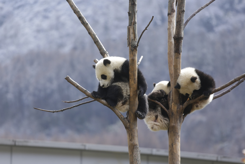 Sichuan to offer "panda city" internships to HK teens