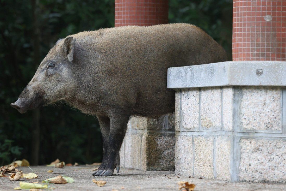 African swine fever found in wild boar for first time in Hong Kong