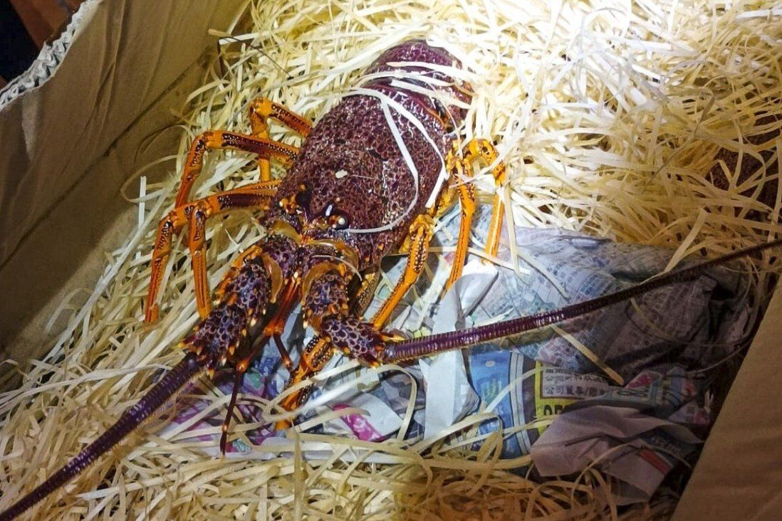 HK$4.28 million worth of contraband seized, including lobsters and abalone