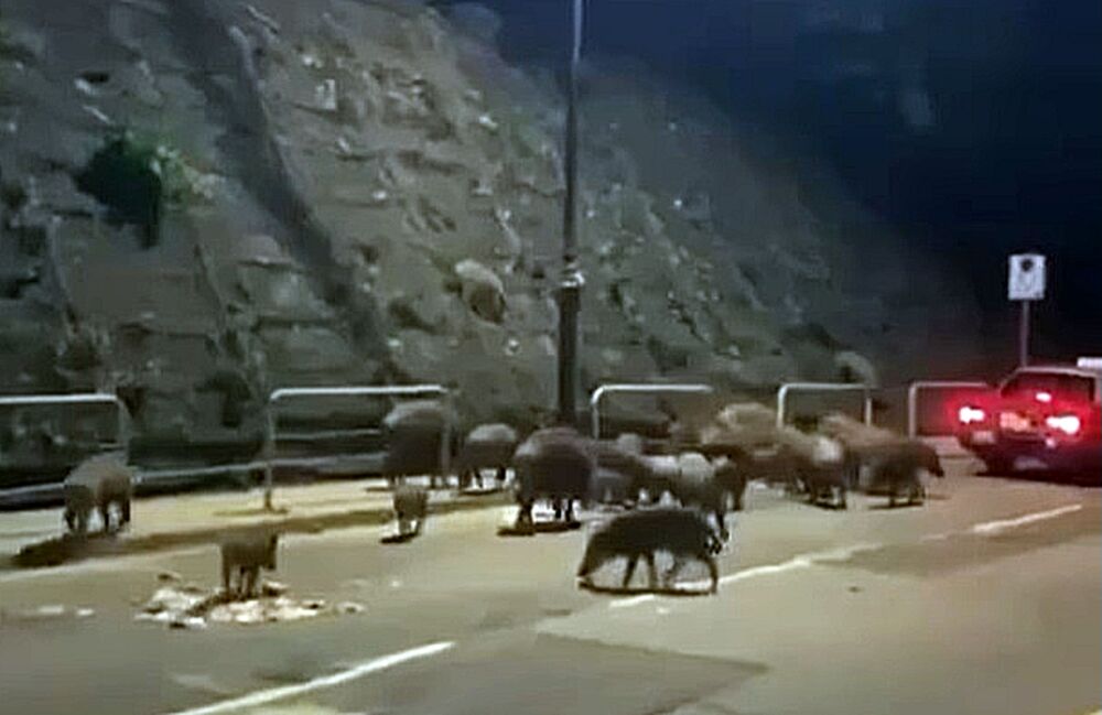 Govt mulling to kill wild boars which wander into urban areas
