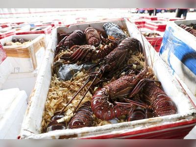 7 arrested in swoop over HK$180 million worth of imported lobsters