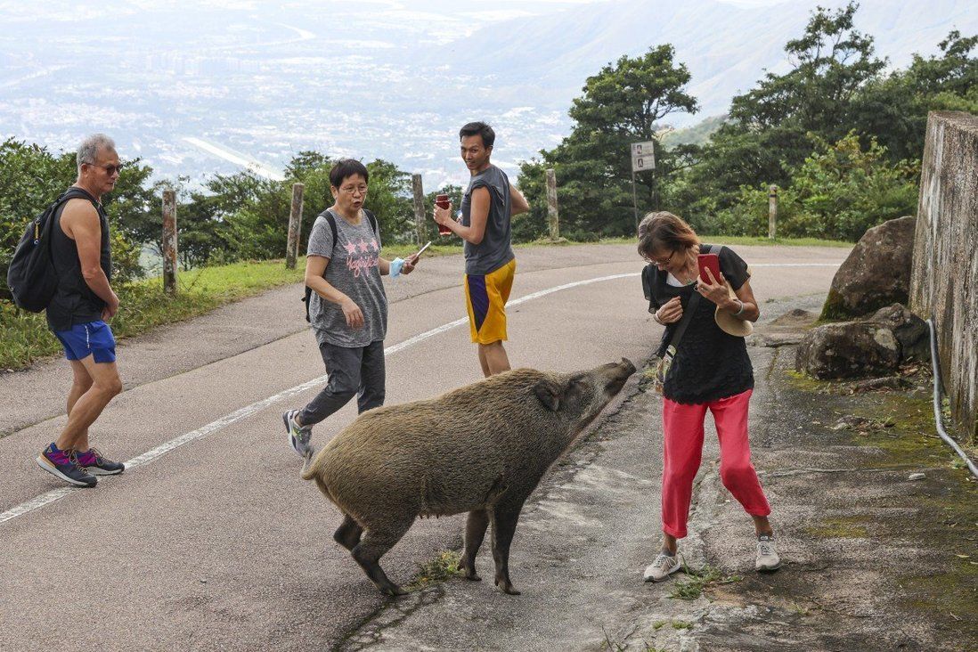 Hong Kong’s wild boars on the loose: cull them or protect them?