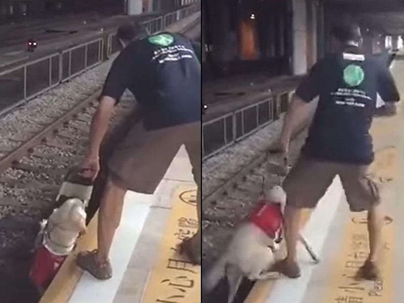 (Video) Guide dog pushed off train platform in training