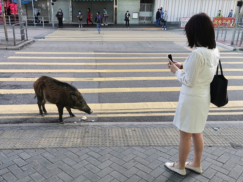 Wild pigs found in urban area to be regularly captured and killed