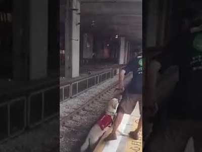 (Video) Guide dog pushed off train platform in training