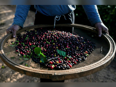 Coffee bean shortage starts to bite