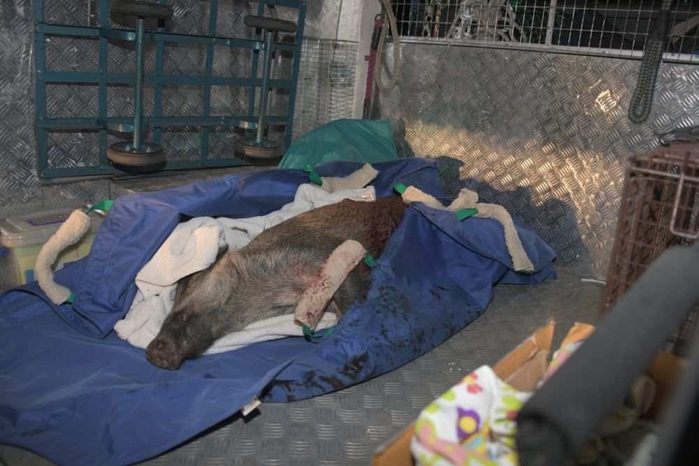 Boar may not escape death sentence although rescued from fence railing in Tin Hau