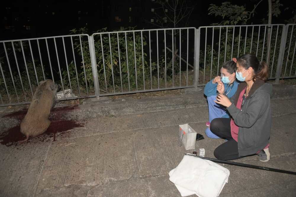 Boar may not escape death sentence although rescued from fence railing in Tin Hau