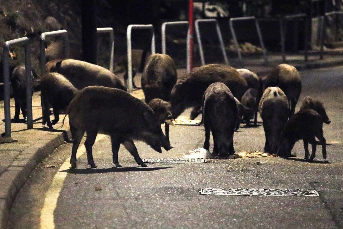 Hong Kong wildlife chief defends controversial policy of culling wild boars