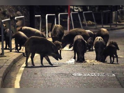 Hong Kong wildlife chief defends controversial policy of culling wild boars