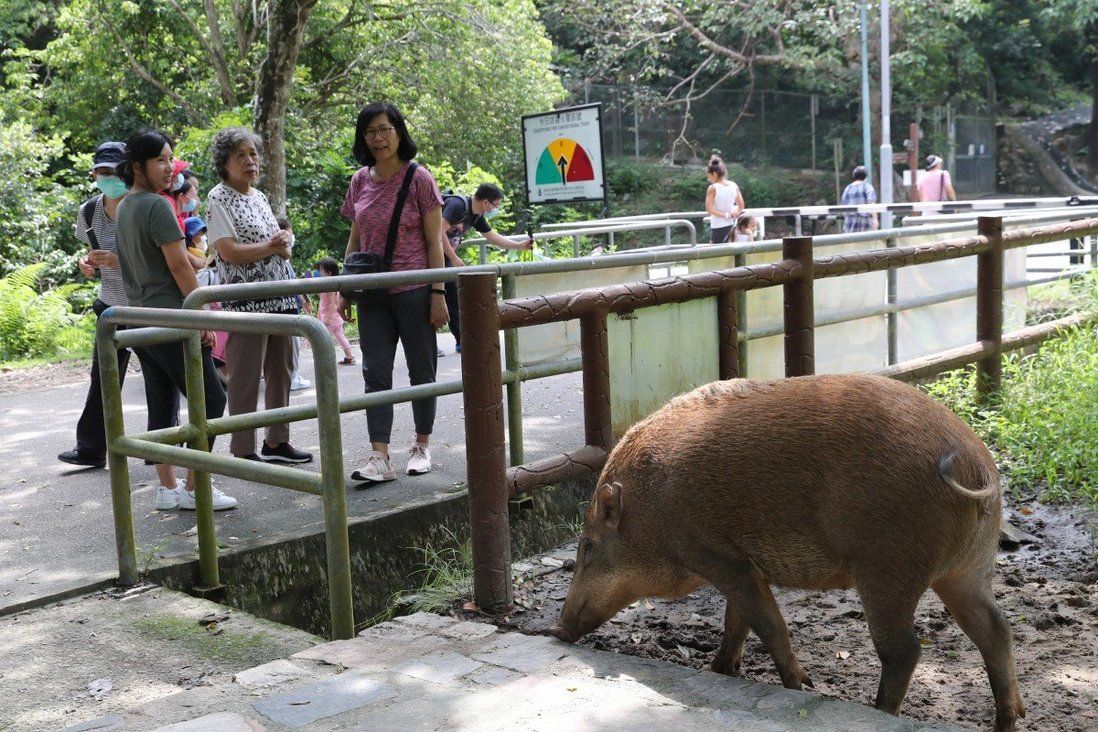 Hong Kong’s new policy of killing wild boars decried as inhumane