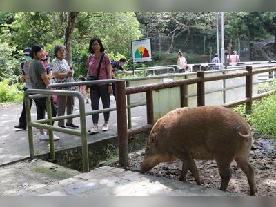 Hong Kong’s new policy of killing wild boars decried as inhumane