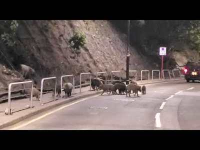 (Video) First blood! Capture-and-kill of boars started in Wong Chuk Hang