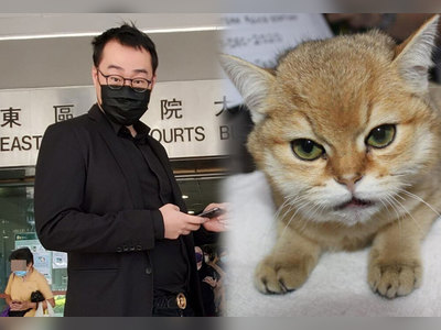 Investment consultant who throws cat against wall found guilty