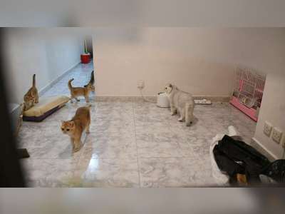 Cats left in Yuen Long village house picked up by their owner
