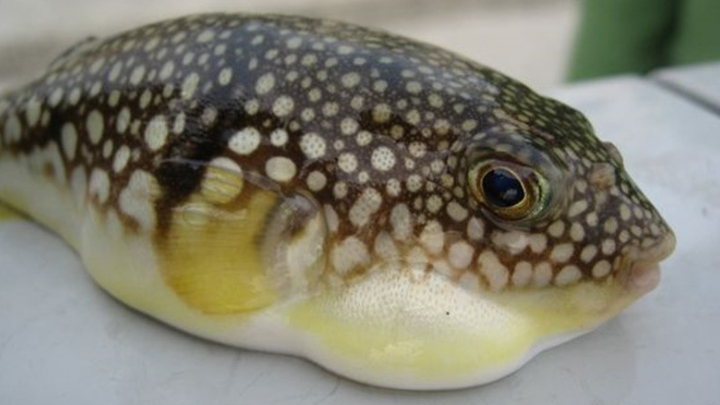 Man suspectedly poisoned after consuming locally caught puffer fish