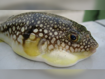 Man suspectedly poisoned after consuming locally caught puffer fish
