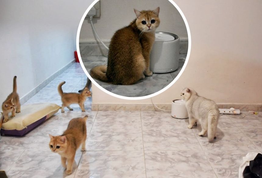 Seven cats left behind in Yuen Long village house