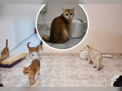 Seven cats left behind in Yuen Long village house