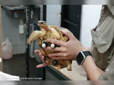 Extremely rare tortoise rescued from smugglers rehomed in the UK