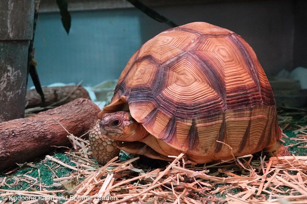 Extremely rare tortoise rescued from smugglers rehomed in the UK