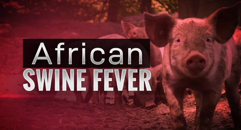 Hong Kong reports outbreak of African swine fever