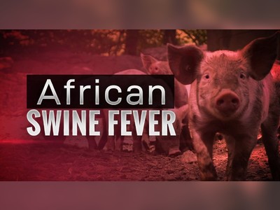 Hong Kong reports outbreak of African swine fever