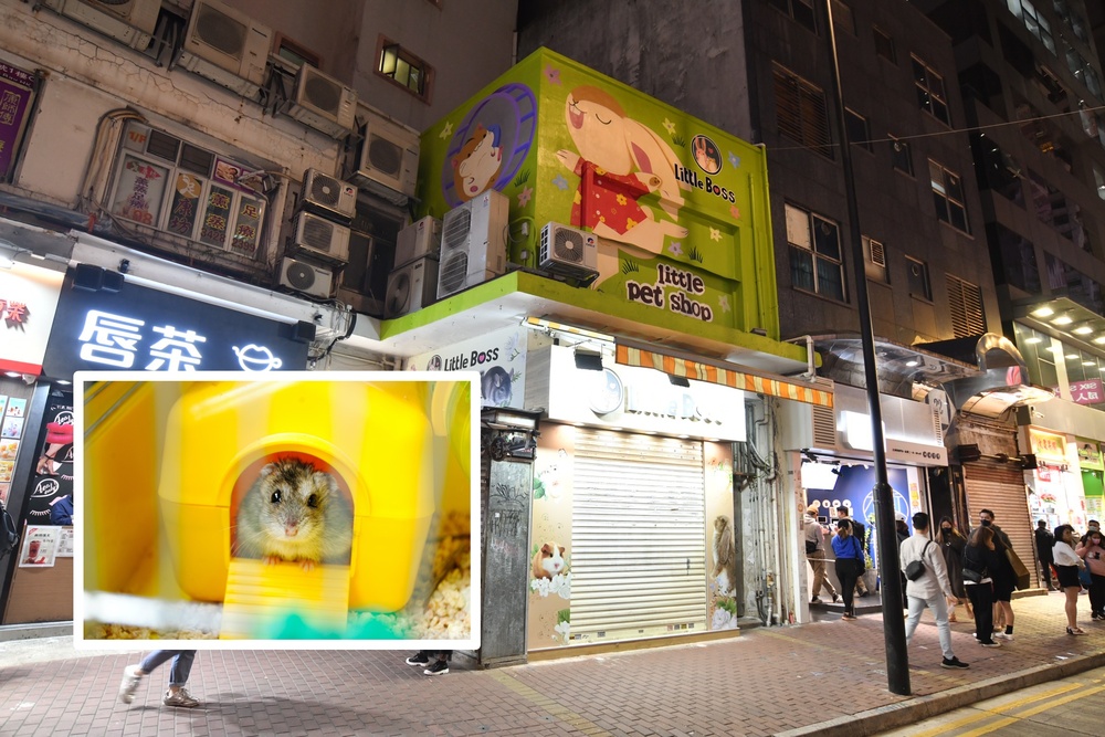 Hong Kong to cull all pet shop hamsters after the mammal tests positive for Covid-19 in world first
