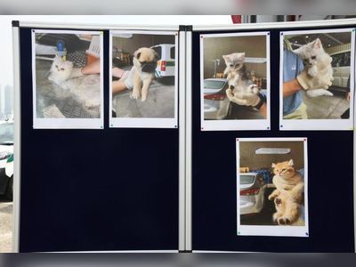 Thirty-seven cats and dogs, HK$4.1m dried goods seized in Yuen Long