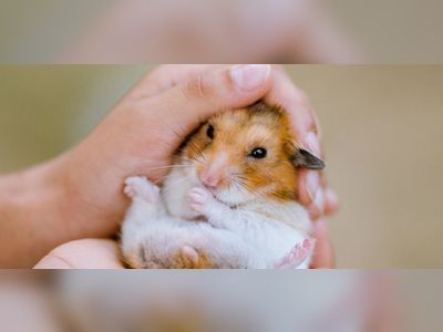 Hong Kong leader Carrie Lam defends Covid hamster cull