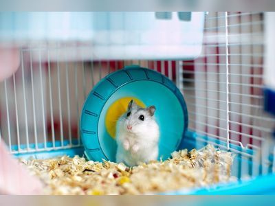 Let them live: vets cite Hong Kong study in call for hamsters to be quarantined
