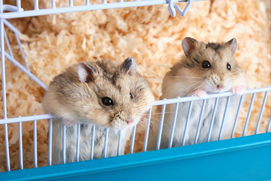 Hong Kong government’s decision to cull 2,000 hamsters ‘super harsh’: academic