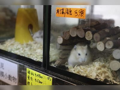 Hong Kong pet store owner calls for better communication from authorities