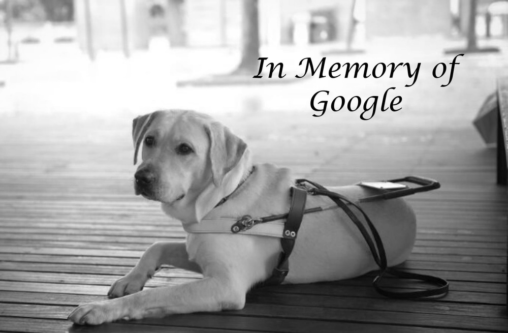 Hong Kong’s first locally trained guide dog Google dies of cancer