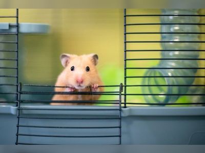 Hamsters behind Hong Kong Delta variant outbreak, study finds