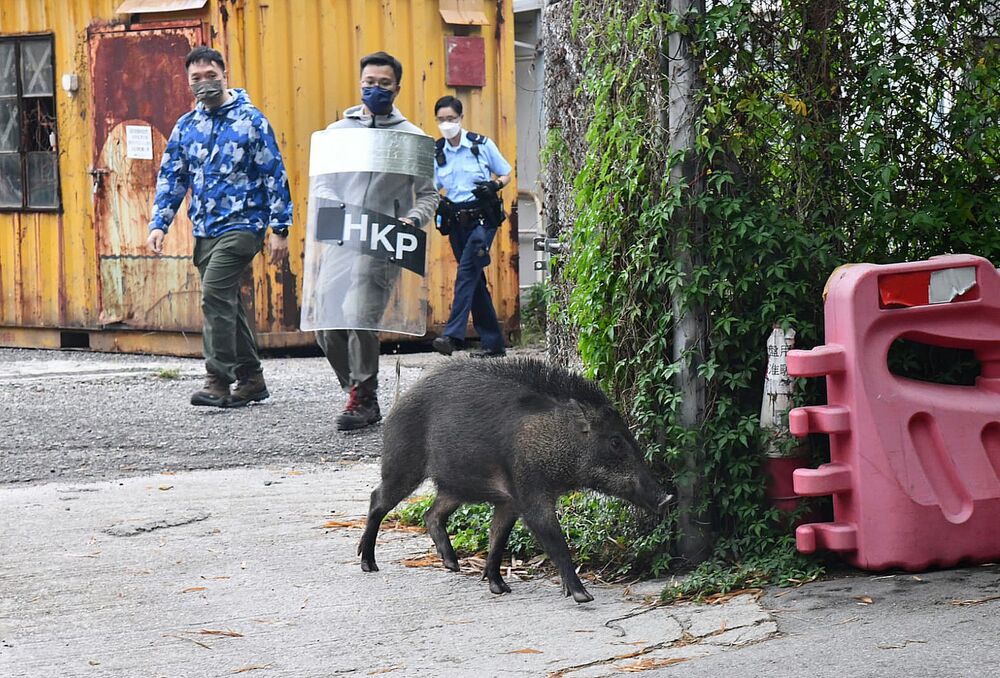 Boar's 'surprise visit' to children's hospital interrupted by cops