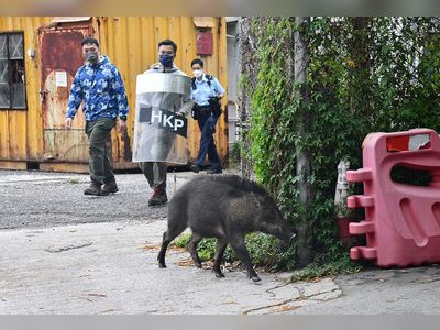 Boar's 'surprise visit' to children's hospital interrupted by cops