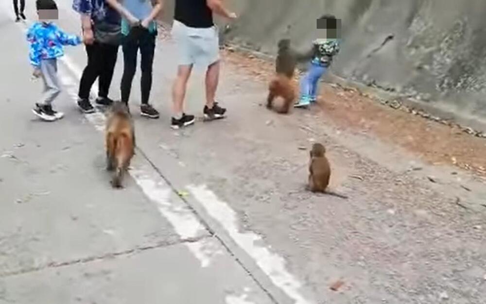 Father slammed for trying to kick wild monkey when his kid being attacked