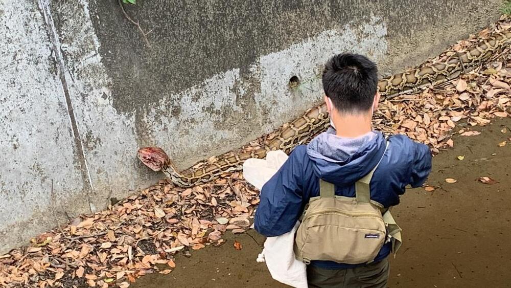 Three-meter python found bleeding in Tsuen Wan