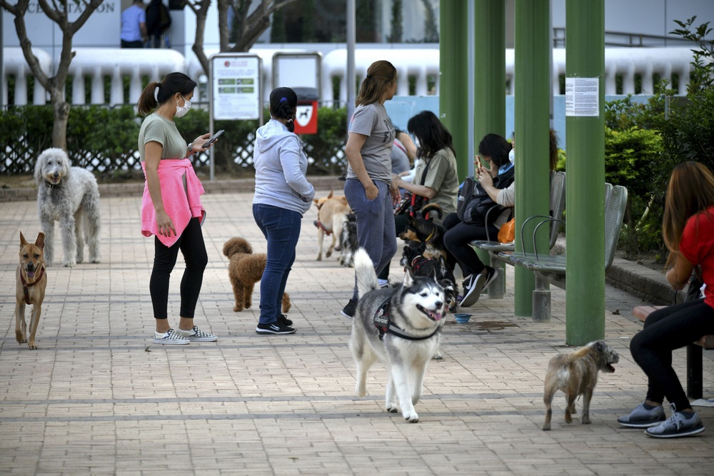 Hong Kong steps up inspection of dog licenses