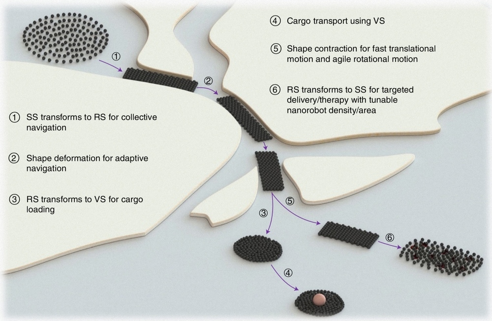 CUHK AI technology navigates microrobot swarm in complex environments inside human body