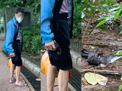 Man suspected of abusing wild pigeon to death