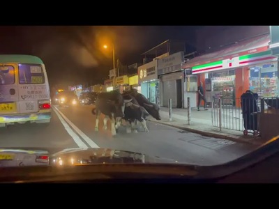 (Central Station) Hong Kong’s very own ‘running of the brown cattle’