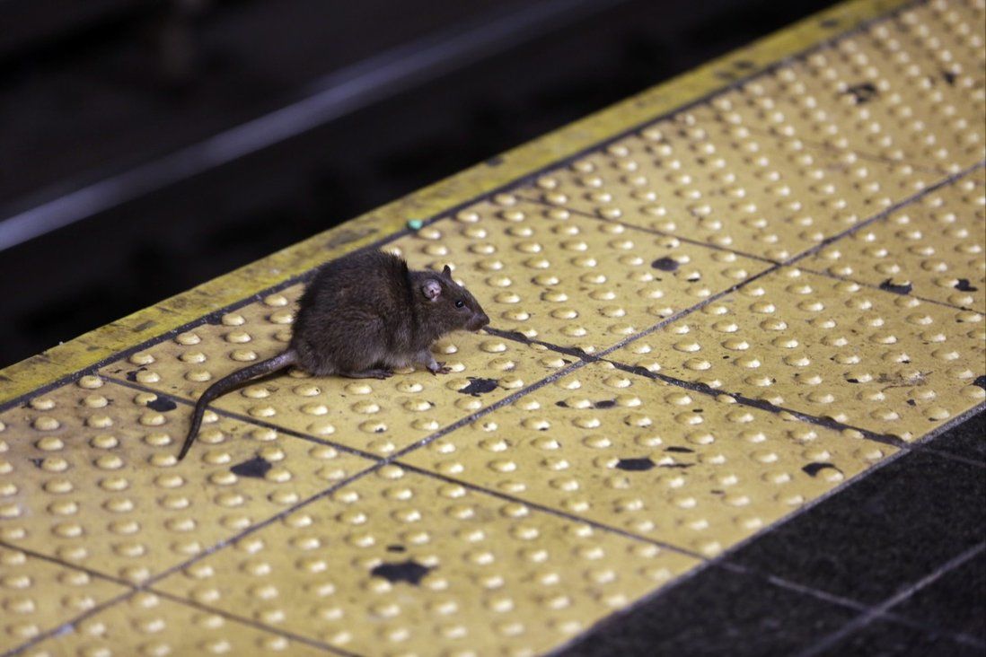 Hong Kong health officials investigate case of rat hepatitis E virus