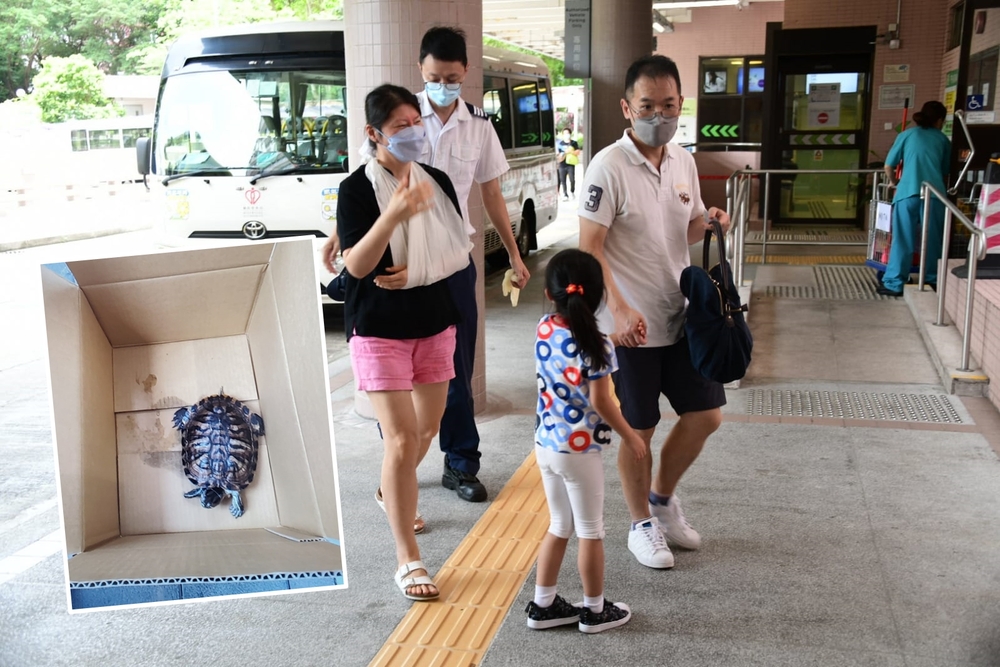 Passerby struck in the shoulder by ‘flying’ turtle in Causeway Bay, both survive