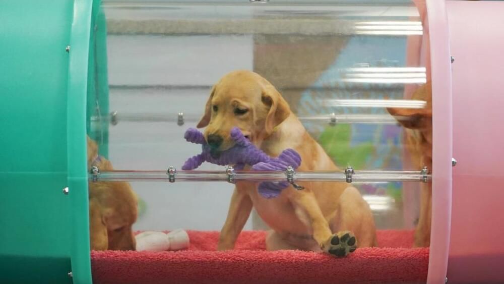 Eight Labrador Retriever puppies bred in Customs AVSECO co-op