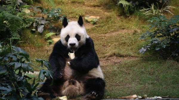 World's oldest male giant panda in captivity dies in Hong Kong zoo