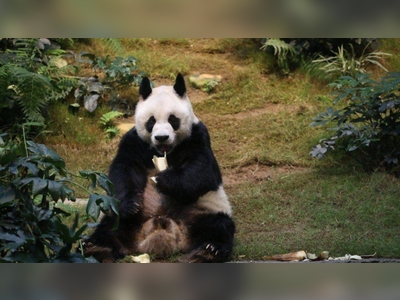 World's oldest male giant panda in captivity dies in Hong Kong zoo